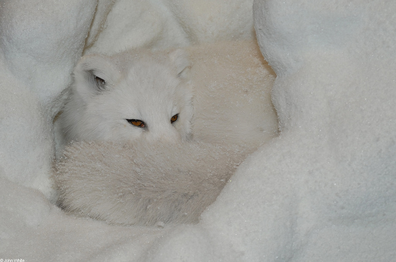 Arctic Fox (Alopex lagopus) in the snow; DISPLAY FULL IMAGE.