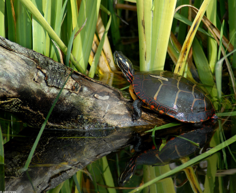 Eastern Painted Turtle (Chrysemys picta picta); DISPLAY FULL IMAGE.
