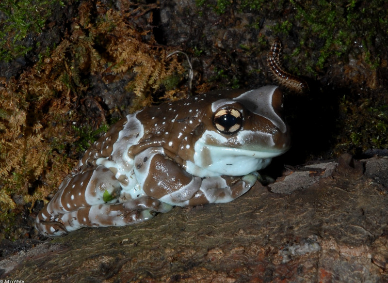 Milky Treefrog (Trachycephalus resinifictrix); DISPLAY FULL IMAGE.