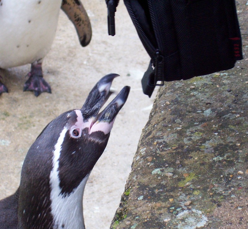 Penguin; DISPLAY FULL IMAGE.
