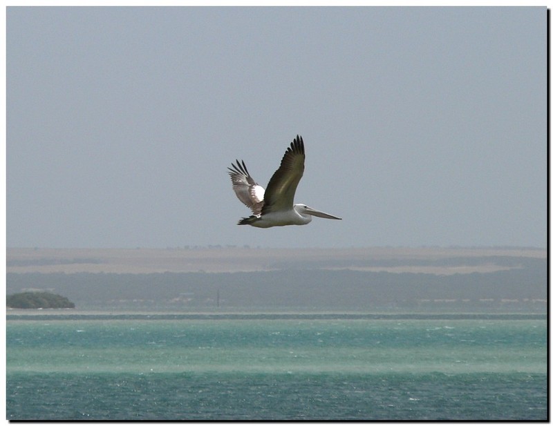Australian pelican glide; DISPLAY FULL IMAGE.