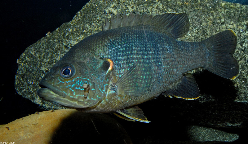 Green Sunfish (Lepomis cyanellus); DISPLAY FULL IMAGE.