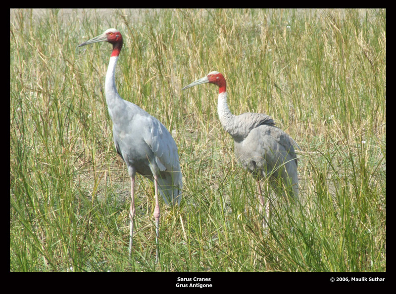 Sarus cranes - Grus antigone, Copyrights 2006, Maulik Suthar; DISPLAY FULL IMAGE.