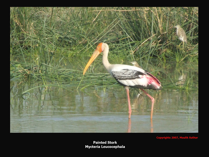 Painted Stork, Copyrights 2007 Maulik Suthar; DISPLAY FULL IMAGE.