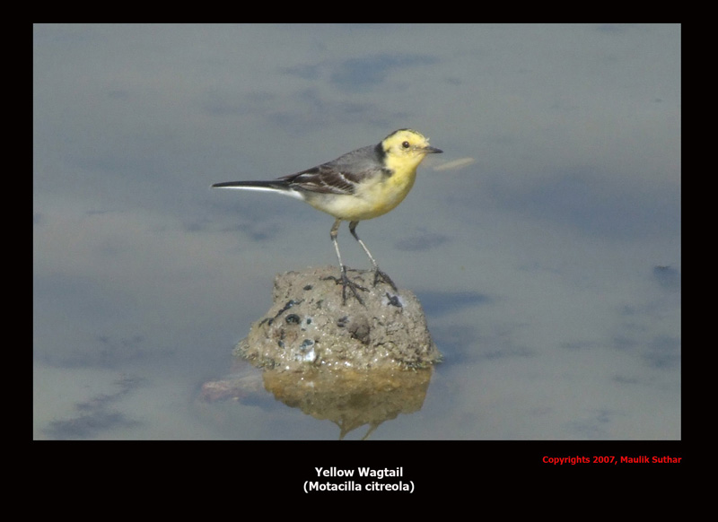 Yellow Wagtail , Copyrights  2007 , Maulik Suthar; DISPLAY FULL IMAGE.