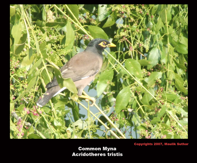 Common Myna - Acridotheres tristis, Copyrights  2007 , Maulik Suthar; DISPLAY FULL IMAGE.