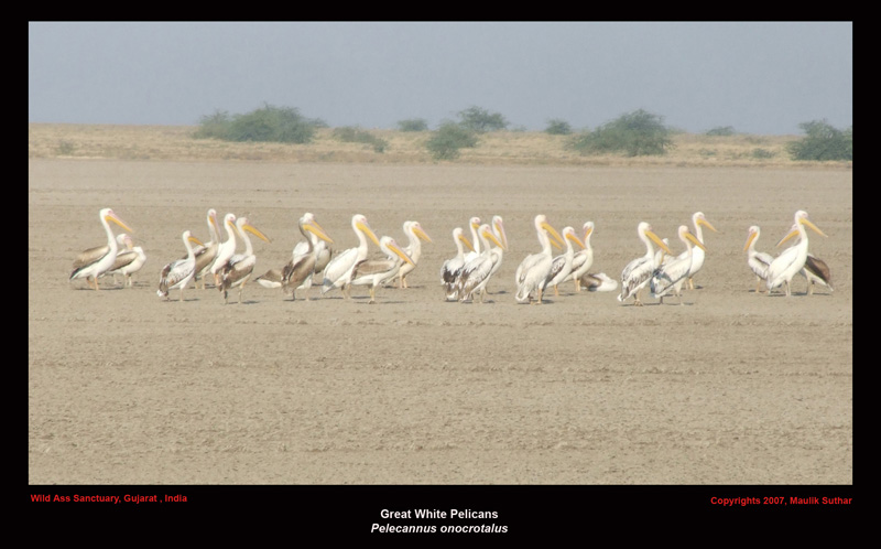 Great White Pelicans, Pelecanus onocrotalus, Copyrights  2007 , Maulik Suthar; DISPLAY FULL IMAGE.