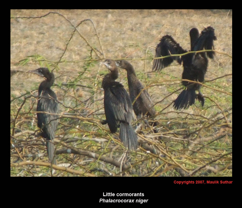 Little cormorants, Copyrights  2007 , Maulik Suthar; DISPLAY FULL IMAGE.