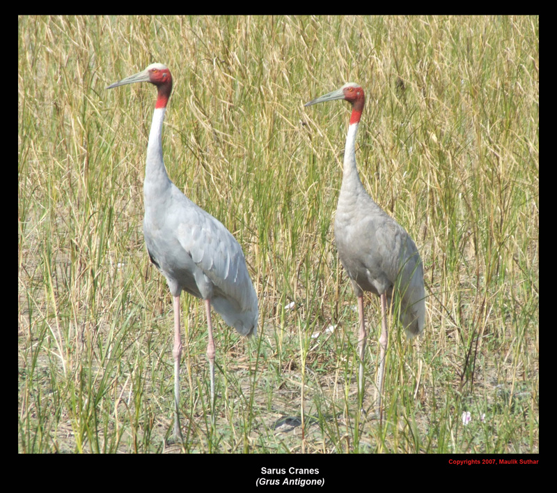Sarus cranes - Grus antigone, Copyrights  2007 , Maulik Suthar; DISPLAY FULL IMAGE.
