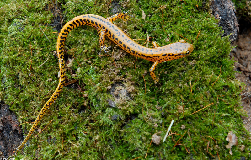 Long-tailed Salamander (Eurycea longicauda longicauda)021; DISPLAY FULL IMAGE.