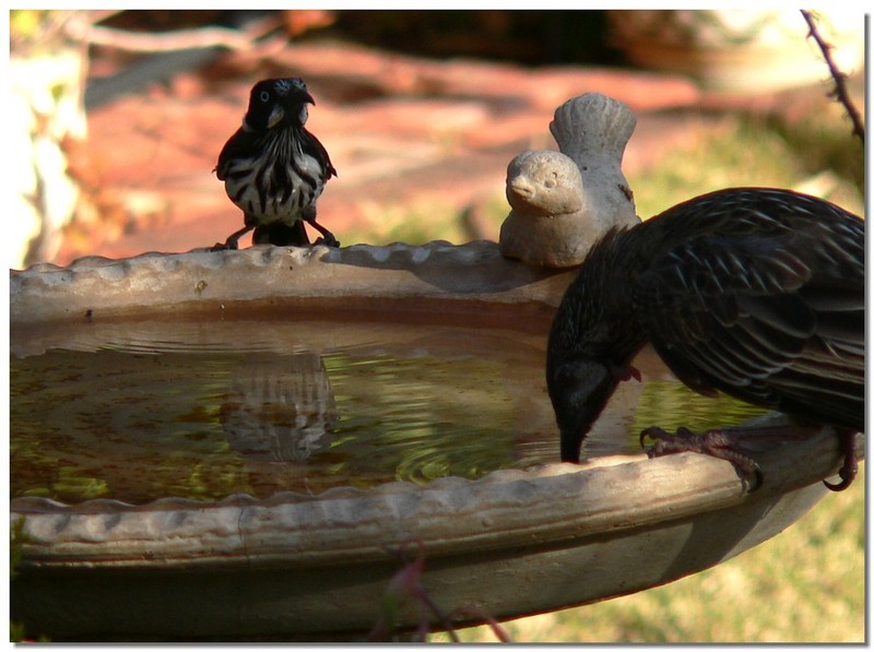 bird mirror 4 - New Holland honeyeater & Wattlebird; DISPLAY FULL IMAGE.