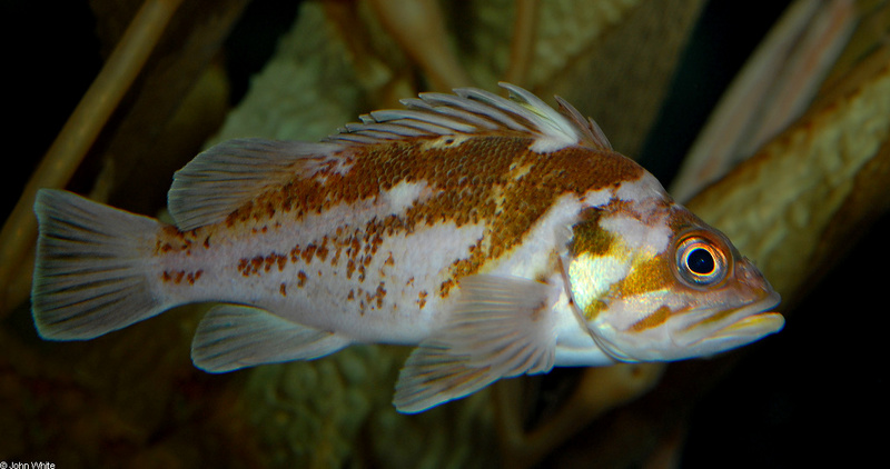 Copper Rockfish (Sebastes caurinus); DISPLAY FULL IMAGE.