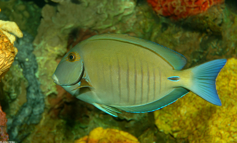 Doctorfish  (Acanthurus chirurgus); DISPLAY FULL IMAGE.