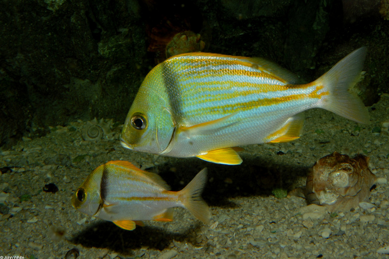 Porkfish (Anisotremus virginicus)002; DISPLAY FULL IMAGE.