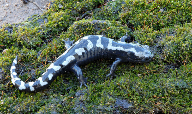 Warm Winter Days in the Woods - Marbled Salamander; DISPLAY FULL IMAGE.