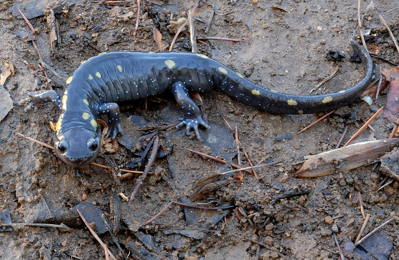 Warm Winter Days in the Woods - Spotted Salamander; DISPLAY FULL IMAGE.