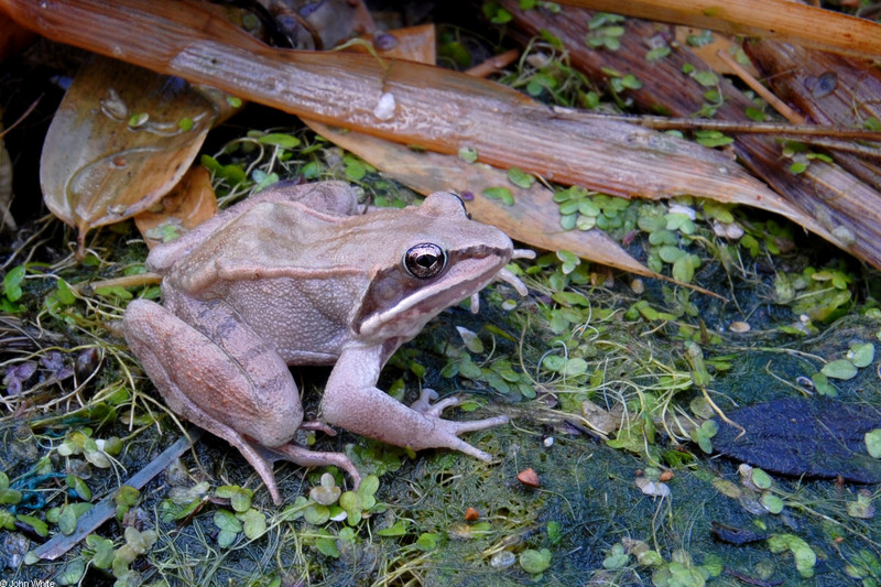 Warm Winter Days in the Woods - Wood Frog; DISPLAY FULL IMAGE.