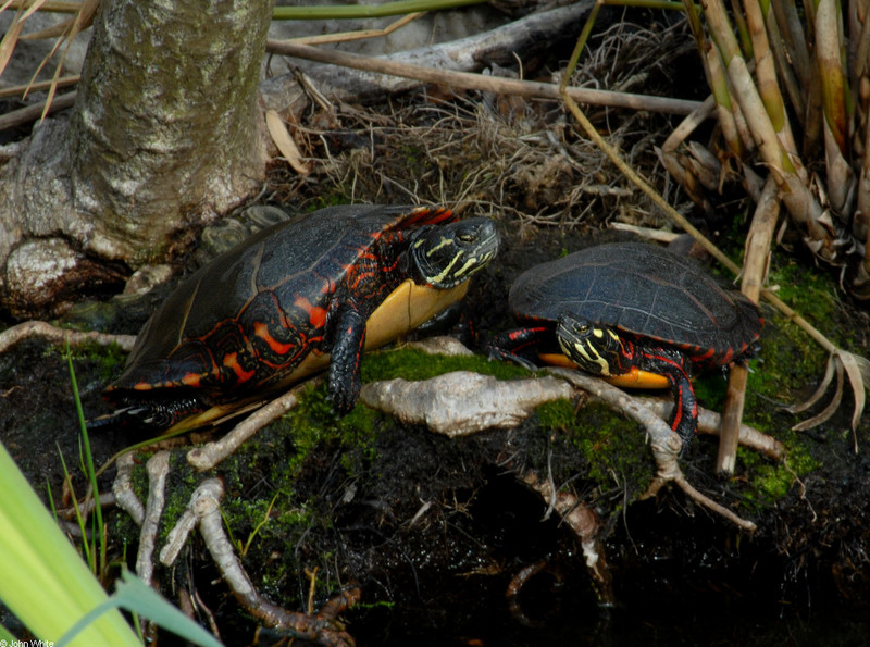 Turtles - eastern painted turtles; DISPLAY FULL IMAGE.