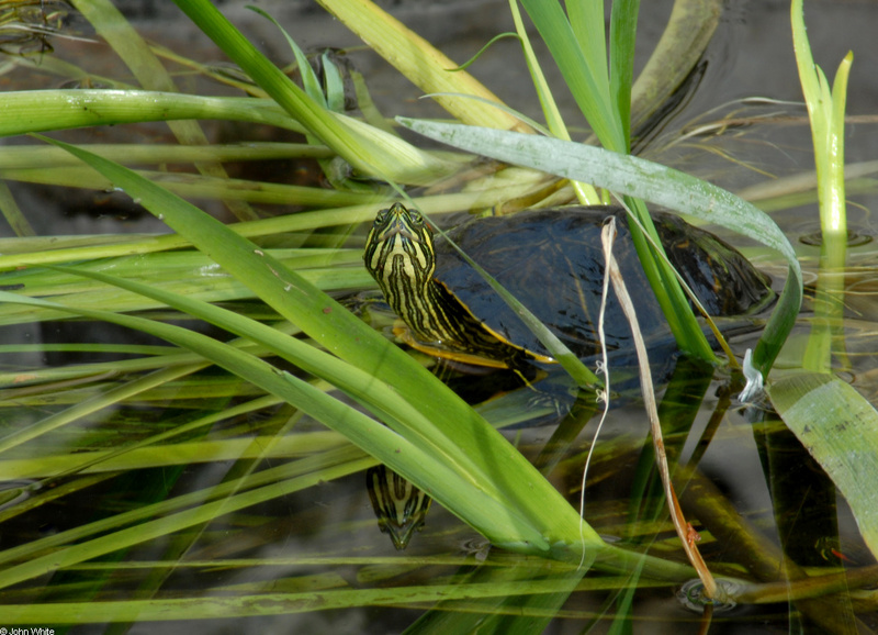 Turtles - slider3; DISPLAY FULL IMAGE.