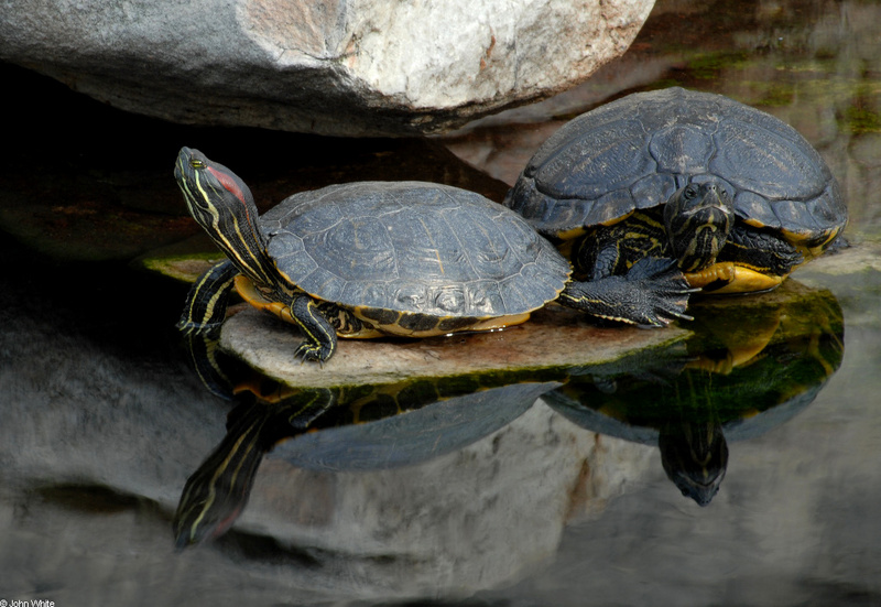 Turtles - sliders2; DISPLAY FULL IMAGE.