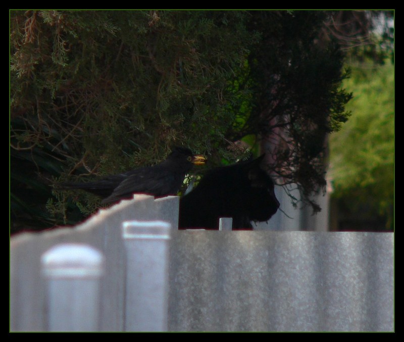 Common blackbird 1; DISPLAY FULL IMAGE.