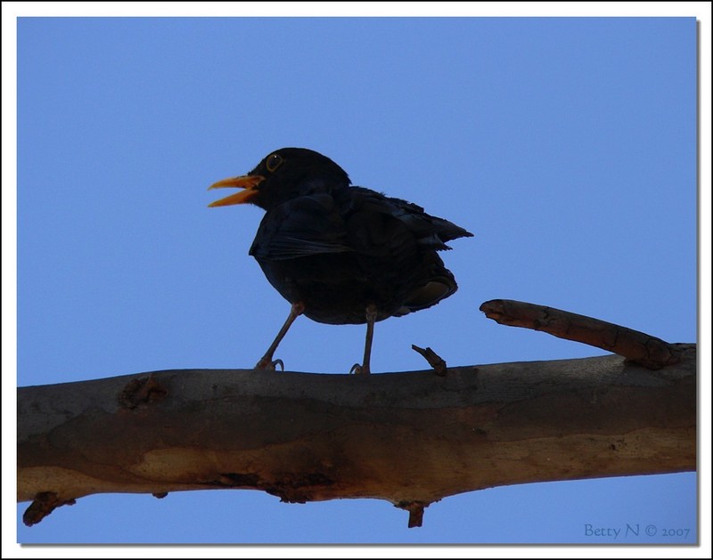 Common blackbird 4; DISPLAY FULL IMAGE.