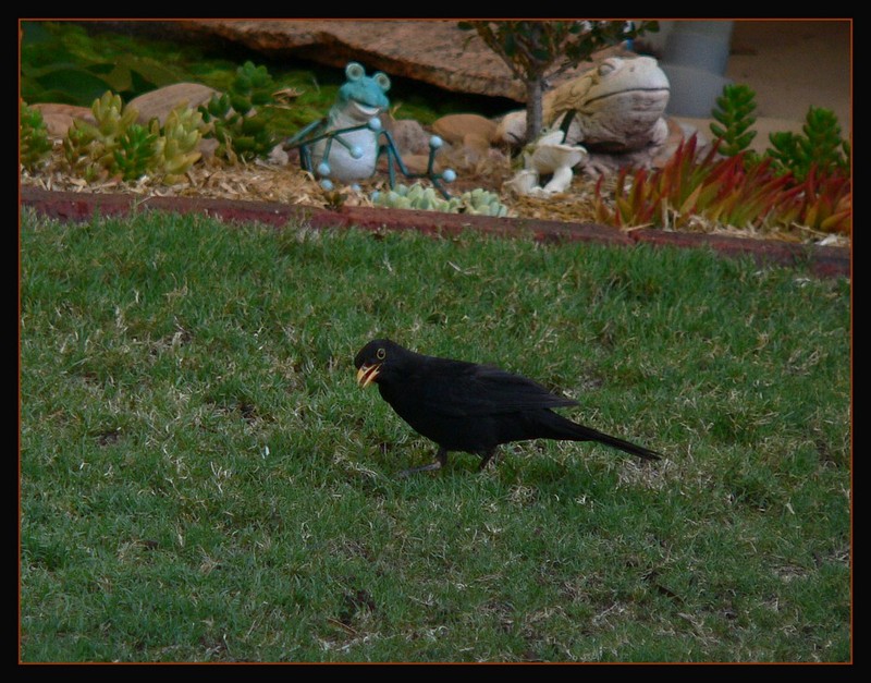 Common blackbird 5; DISPLAY FULL IMAGE.