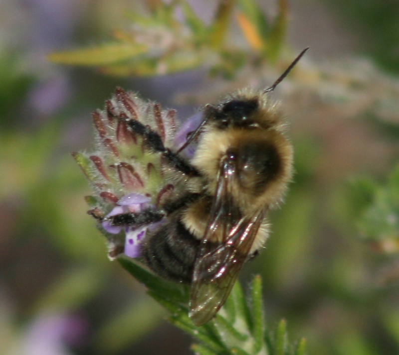 A polinating bee; DISPLAY FULL IMAGE.