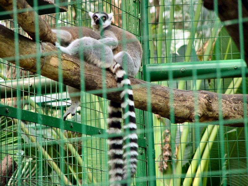 Hong Kong Lemurs - 1/3; DISPLAY FULL IMAGE.