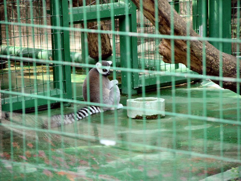 Hong Kong Lemurs - 2/3; DISPLAY FULL IMAGE.