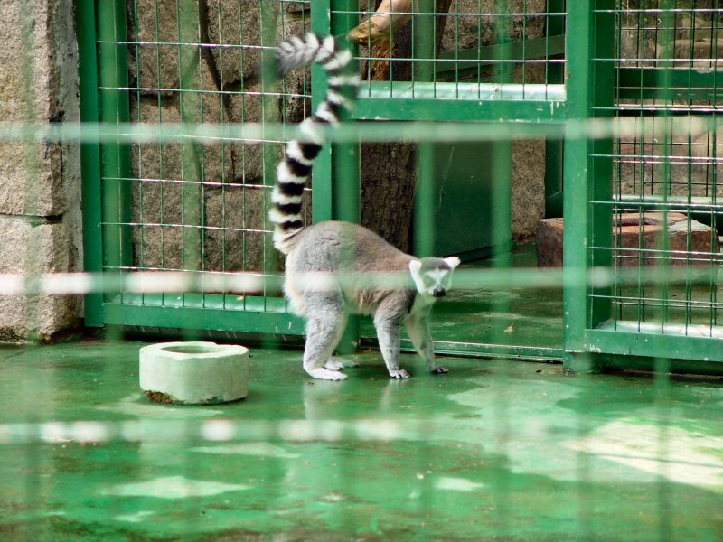 Hong Kong Lemurs - 3/3; DISPLAY FULL IMAGE.