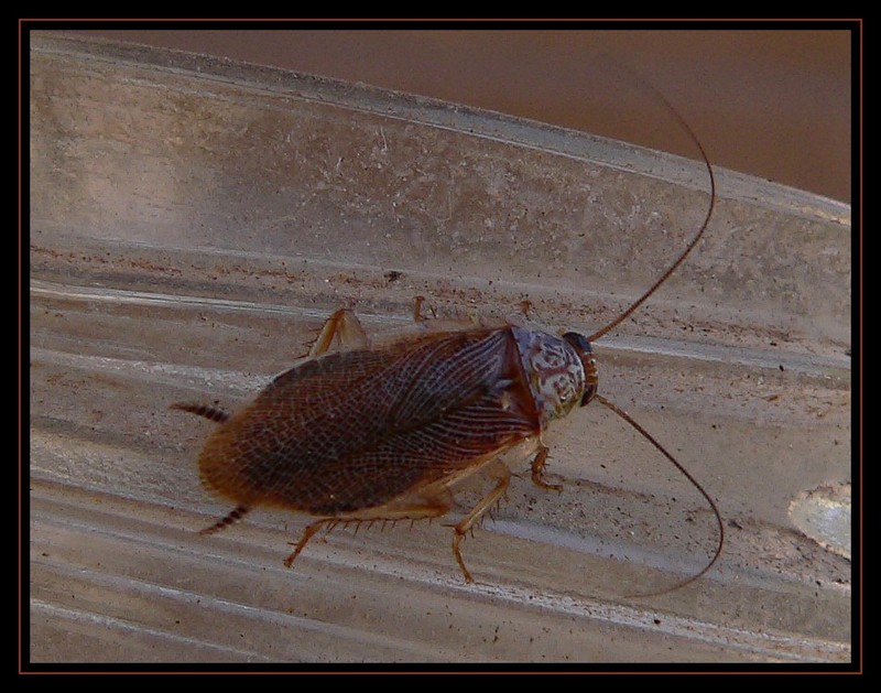 little cockroach; DISPLAY FULL IMAGE.