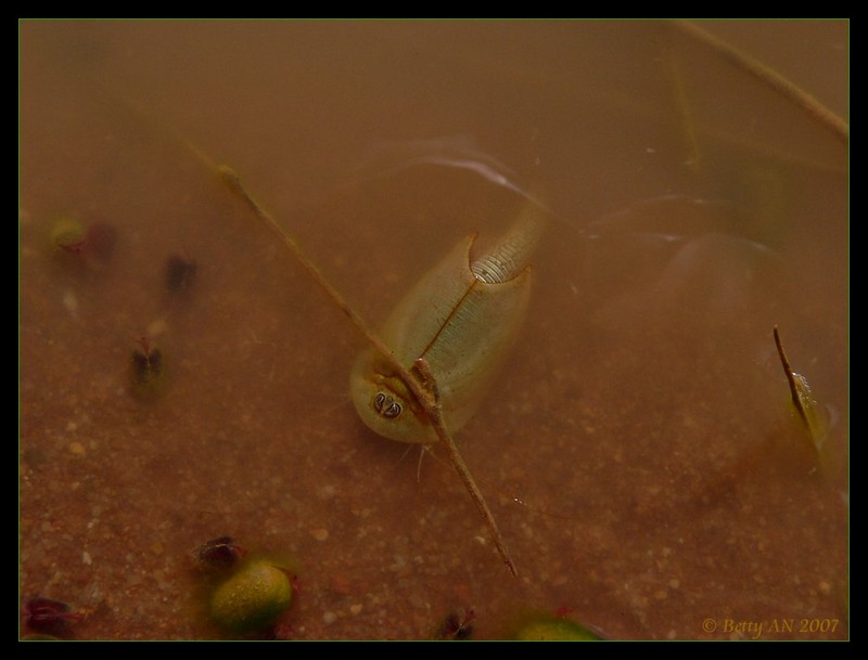 more life in a puddle 1 - Shield Shrimp - Triops australiensis; DISPLAY FULL IMAGE.