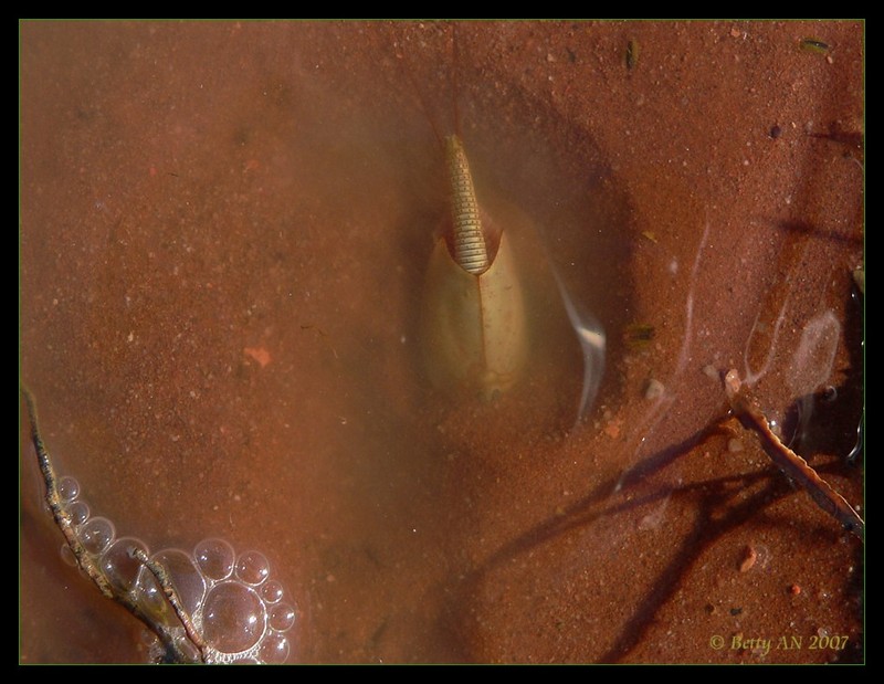 more life in a puddle 2 - Shield Shrimp - Triops australiensis; DISPLAY FULL IMAGE.
