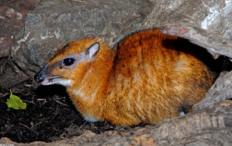 Larger Malay Chevrotain (Mouse Deer) (Tragulus napu)001; DISPLAY FULL IMAGE.