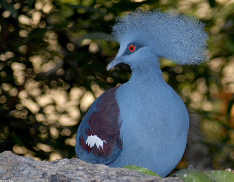 Western Crowned-Pigeon (Goura cristata)001; DISPLAY FULL IMAGE.