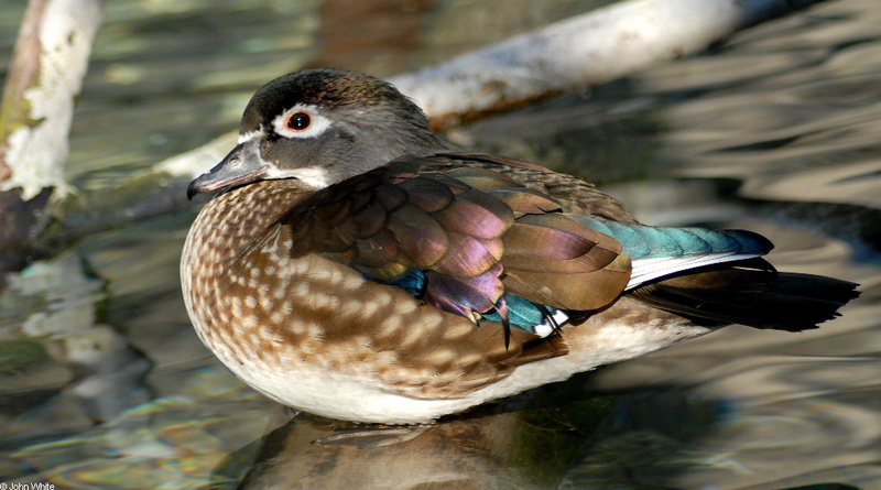 Wood Duck (Aix sponsa) female001; DISPLAY FULL IMAGE.