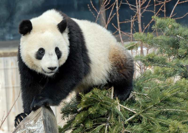 Giant Panda (Ailuropoda melanoleuca)103; DISPLAY FULL IMAGE.