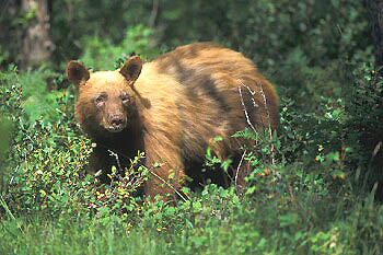 American Black Bear - agpix.com/jerrymercier; Image ONLY