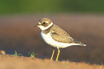 semipalmated plover - agpix.com/jerrymercier; Image ONLY