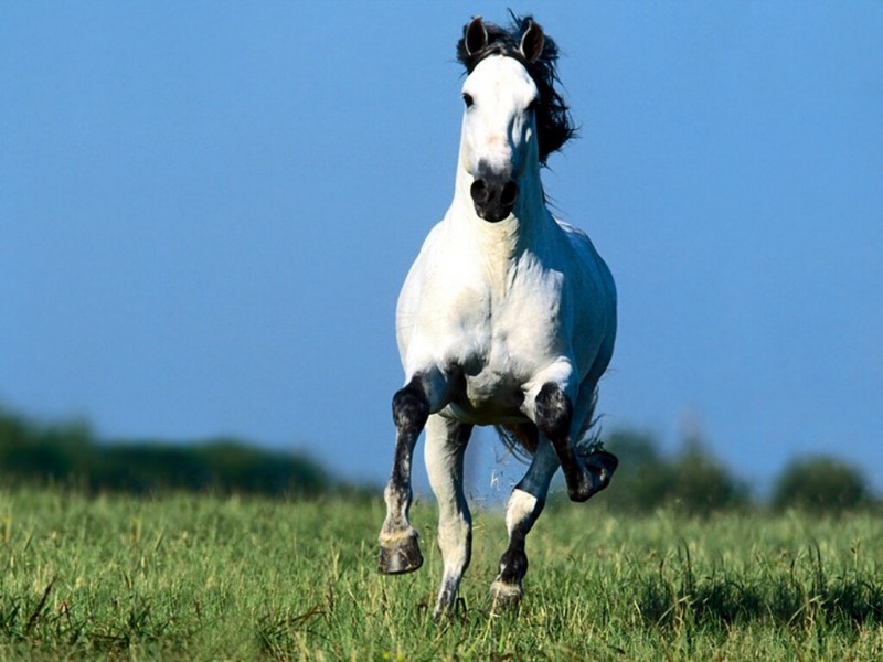 horse; DISPLAY FULL IMAGE.