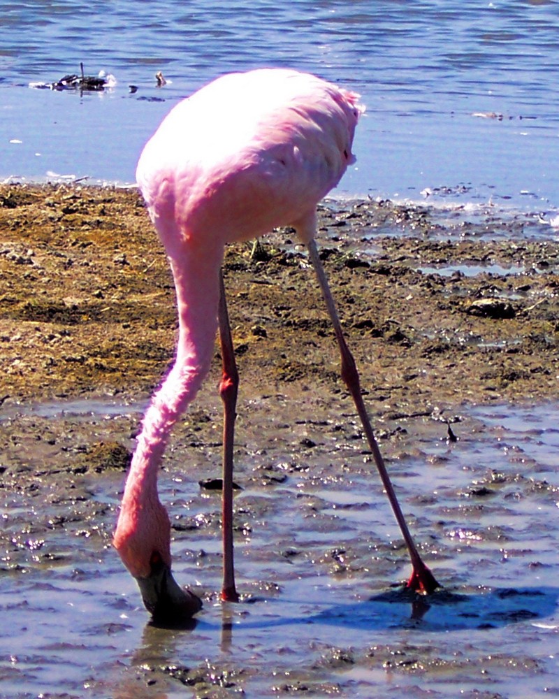 Greater Flamingo; DISPLAY FULL IMAGE.