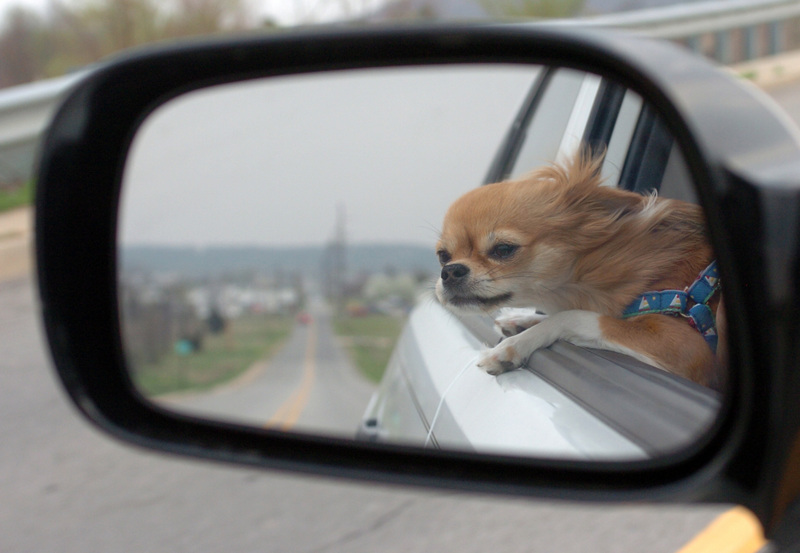 Santana riding in Toyota Matrix; DISPLAY FULL IMAGE.