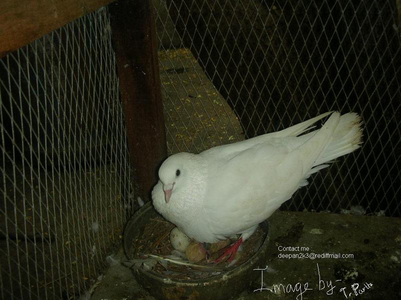 Dove with eggs hatched; DISPLAY FULL IMAGE.