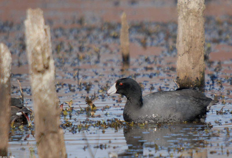 Signs of Spring - American Coot (Fulica americana); DISPLAY FULL IMAGE.