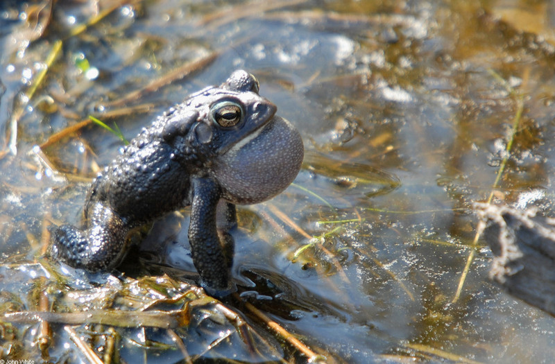 Signs of Spring - American Toad (Bufo americanus); DISPLAY FULL IMAGE.