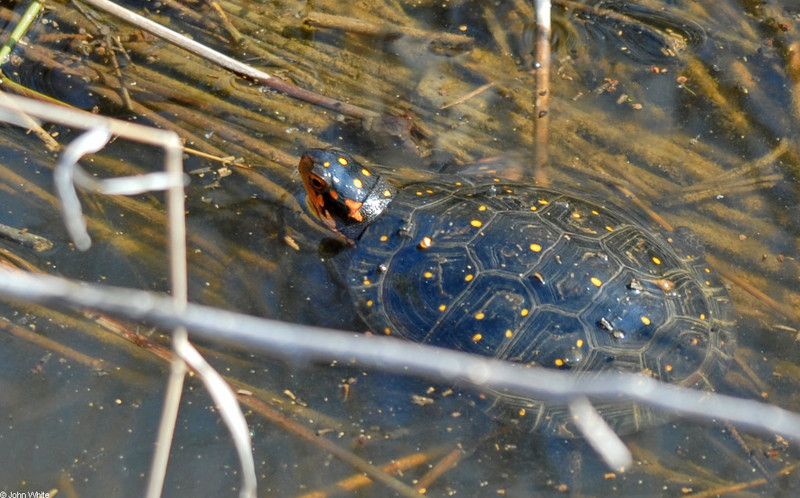 Signs of Spring - Spotted Turtle (Clemmys guttata)001; DISPLAY FULL IMAGE.
