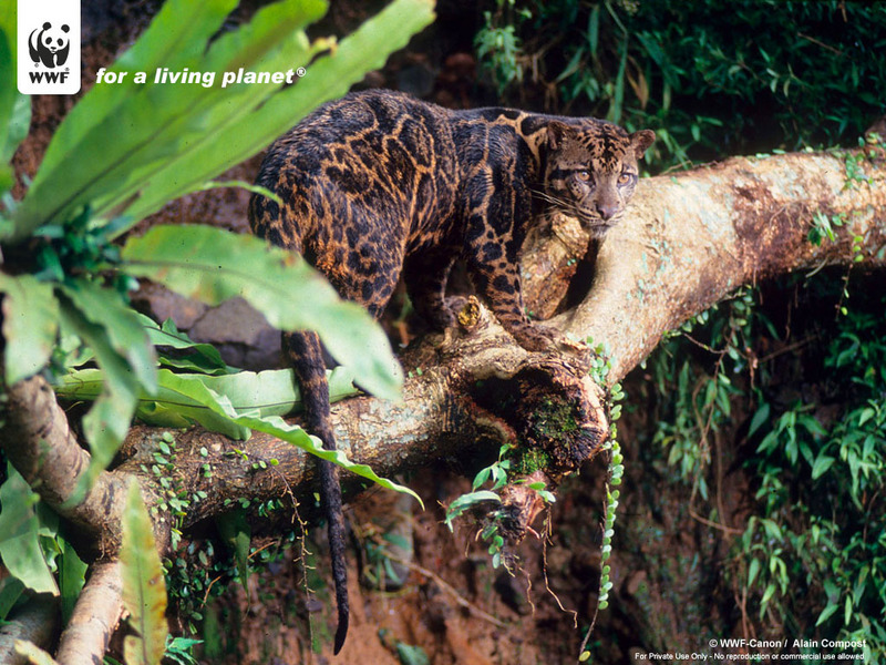 New species: Neofelis diardi (cats zoo retourns) -- Bornean Clouded Leopard; DISPLAY FULL IMAGE.