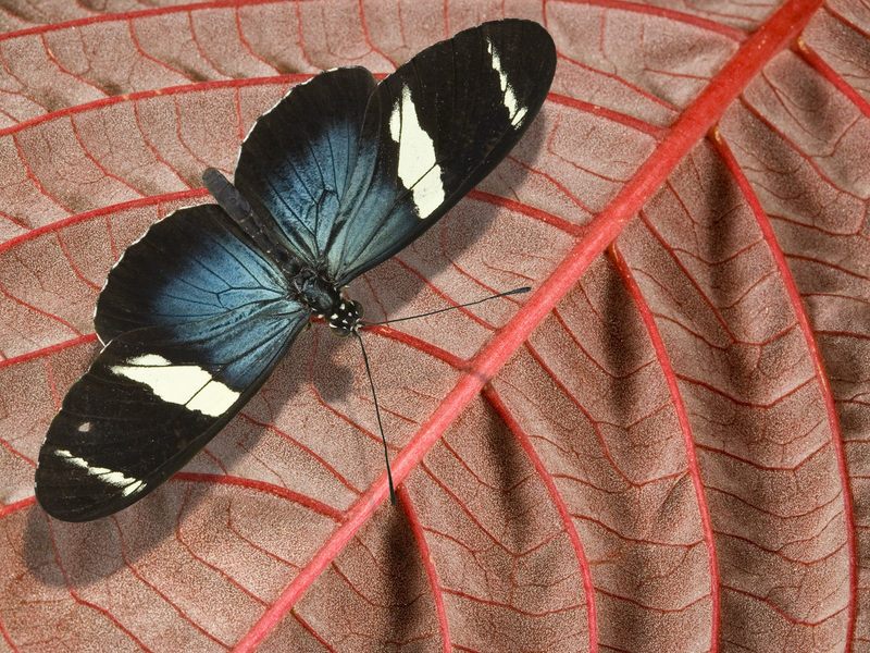 Blue on Pink. Sarah Longwing - Sara Longwing Butterfly (Heliconius sara); DISPLAY FULL IMAGE.