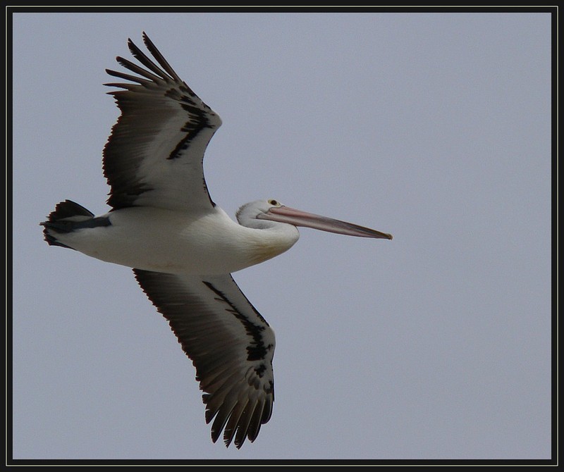 Australian pelican flight 1; DISPLAY FULL IMAGE.